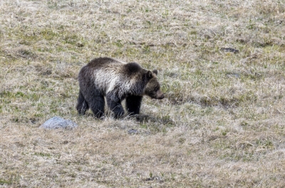 Grizzly Bear May 2025